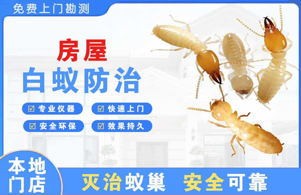 南充房屋白蚁防治